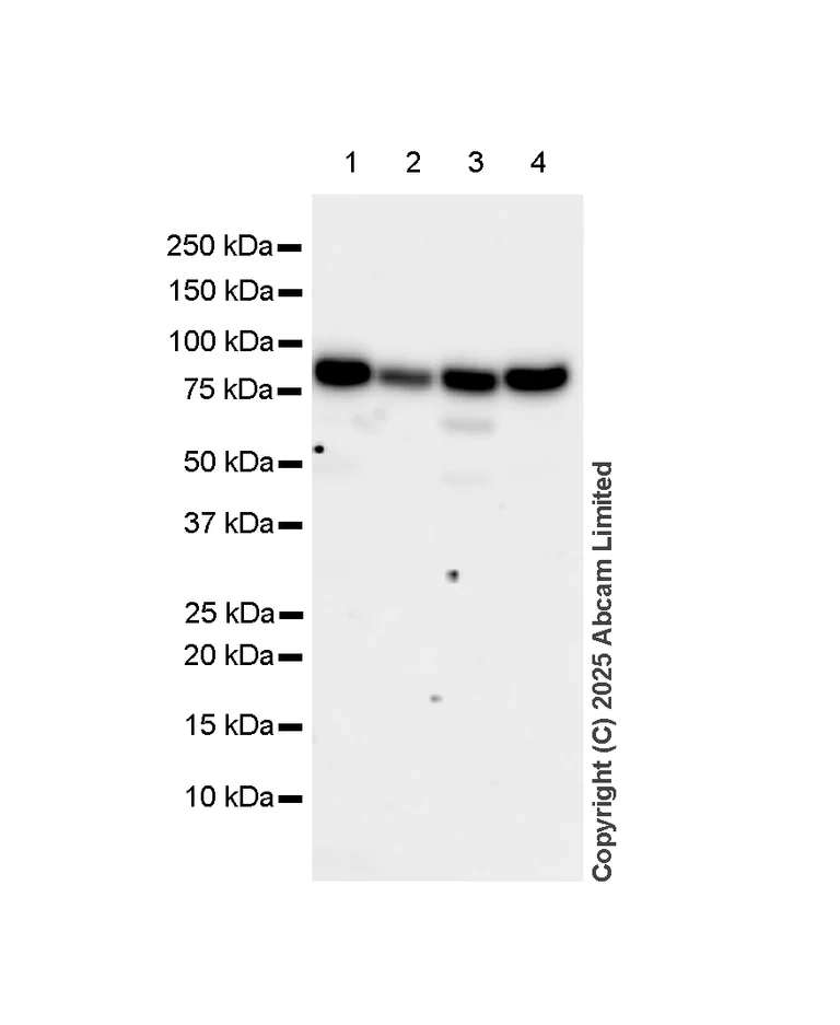 Western blot - Anti-VPS35 antibody [EPR11501(B)] - BSA and Azide free (AB240141)