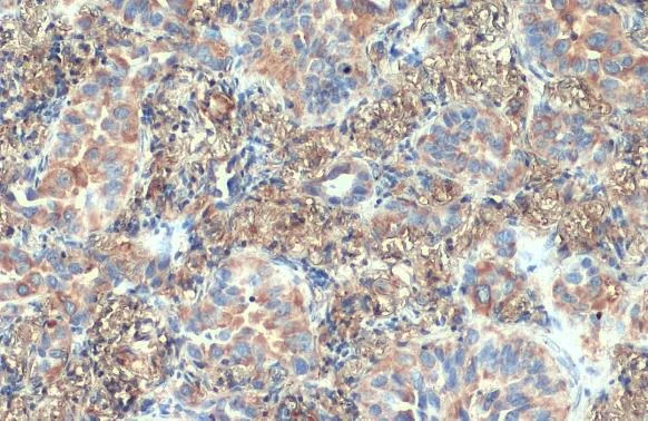 Immunohistochemistry paraffin embedded sections - Anti-VPS35 antibody [HL1017] (AB308334)