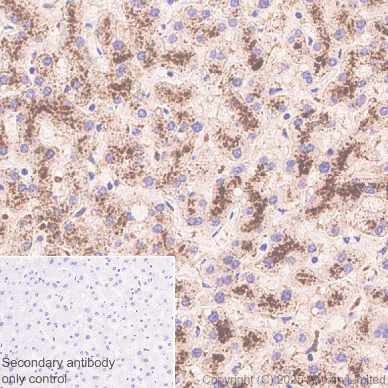 Immunohistochemistry (Formalin/PFA-fixed paraffin-embedded sections) - Anti-VPS36 antibody [EPR30585-7] (AB326563)