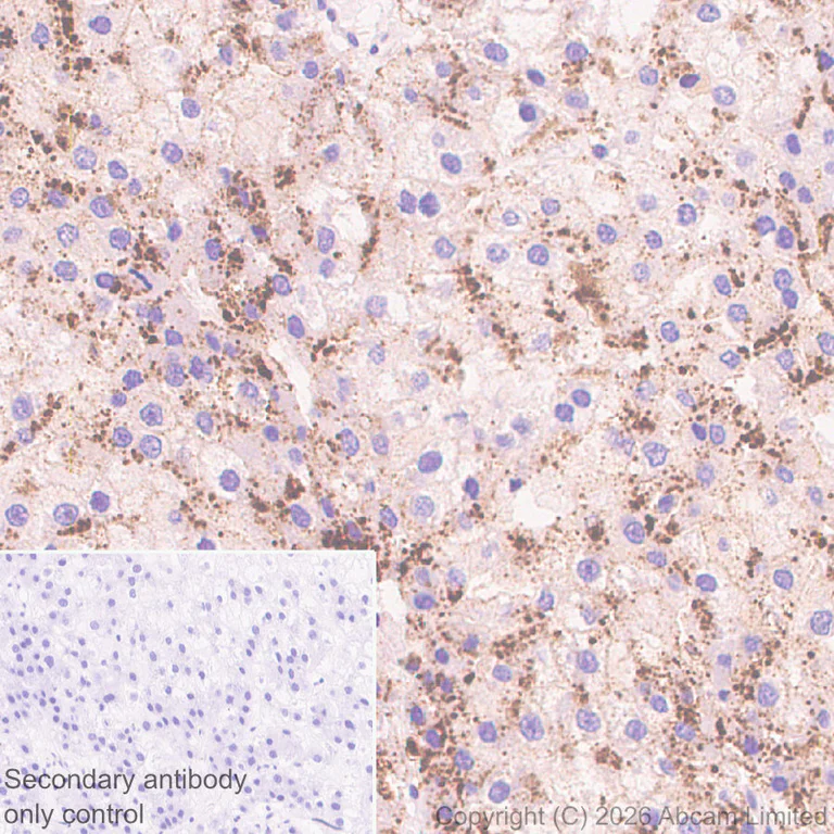 Immunohistochemistry (Formalin/PFA-fixed paraffin-embedded sections) - Anti-VPS36 antibody [EPR30585-7] (AB326563)