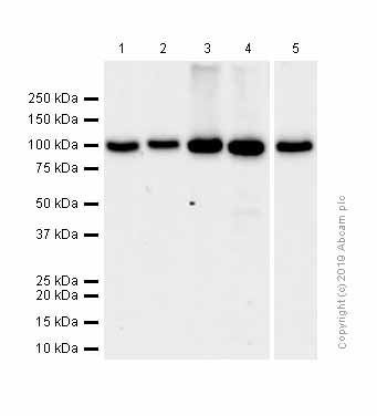 Anti-VPS41 antibody [EPR13268]