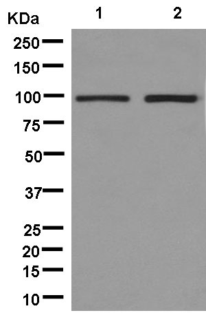 Western blot - Anti-VPS41 antibody [EPR13268] - BSA and Azide free (AB246360), expandable thumbnail