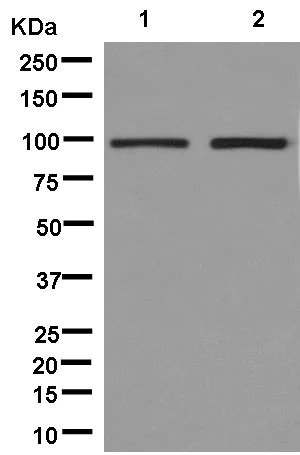 Western blot - Anti-VPS41 antibody [EPR13268] - BSA and Azide free (AB246360)