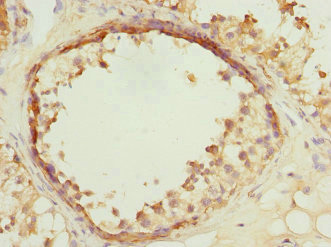 Immunohistochemistry (Formalin/PFA-fixed paraffin-embedded sections) - Anti-VPS4a antibody (AB229806), expandable thumbnail