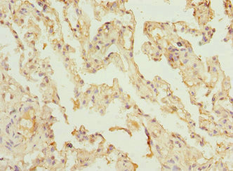 Immunohistochemistry (Formalin/PFA-fixed paraffin-embedded sections) - Anti-VPS4a antibody (AB229806), expandable thumbnail