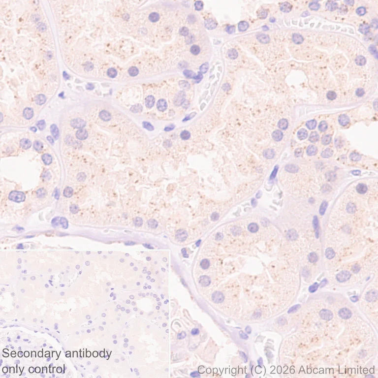 Immunohistochemistry (Formalin/PFA-fixed paraffin-embedded sections) - Anti-VPS4a antibody [EPR30587-24] (AB327386)