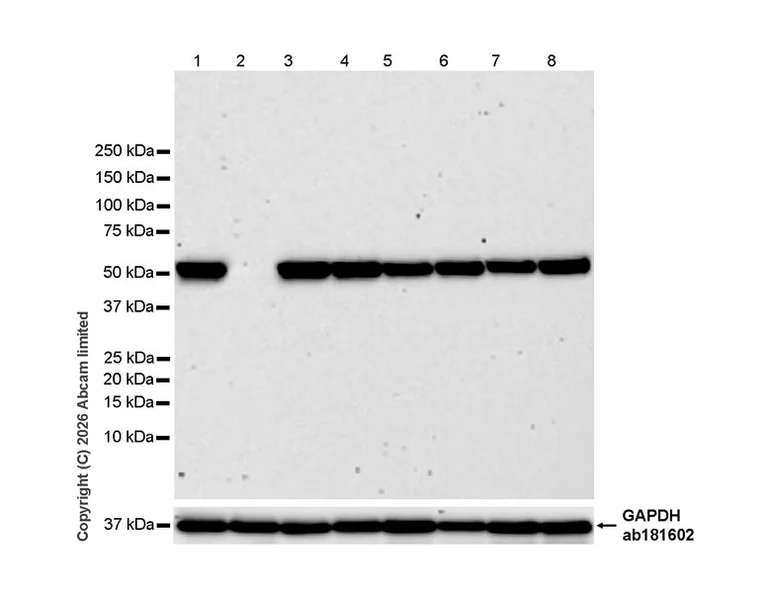 Western blot - Anti-VPS4a antibody [EPR30587-24] (AB327386)