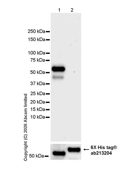 Western blot - Anti-VPS4a antibody [EPR30587-24] (AB327386)