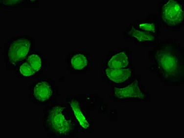 Immunocytochemistry/ Immunofluorescence - Anti-VPS4B/MIG1 antibody (AB224736)