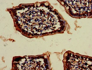 Immunohistochemistry (Formalin/PFA-fixed paraffin-embedded sections) - Anti-VPS4B/MIG1 antibody (AB224736)