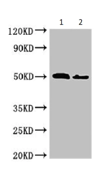 Western blot - Anti-VPS4B/MIG1 antibody (AB224736)