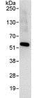 Immunoprecipitation - Anti-VPS4B/MIG1 antibody (AB86303)