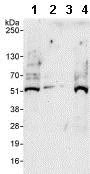 Western blot - Anti-VPS4B/MIG1 antibody (AB86303)