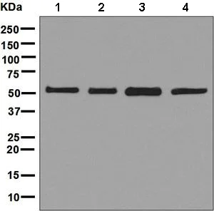 Western blot - Anti-VPS4B/MIG1 antibody [EPR9225] (AB137027)