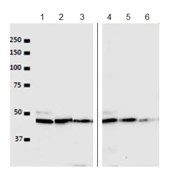 Western blot - Anti-VRK1 antibody [5D1] - N-terminal (AB171933)