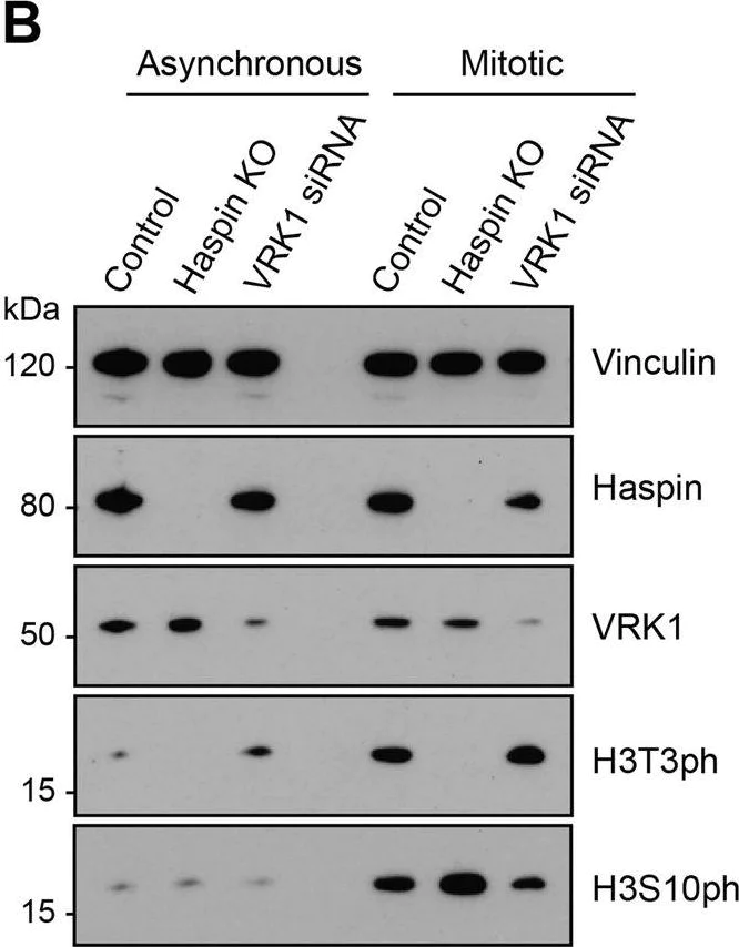 Western blot - Anti-VRK1 antibody [5D1] - N-terminal (AB171933)