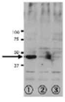 Western blot - Anti-VRK1 antibody [5D1] - N-terminal (AB171933)