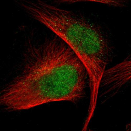Immunocytochemistry/ Immunofluorescence - Anti-VRK1 antibody (AB211358)