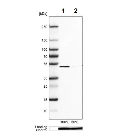 Western blot - Anti-VRK1 antibody (AB211358)