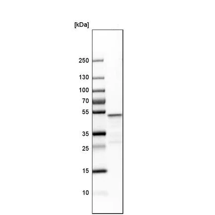 Western blot - Anti-VRK1 antibody (AB211358)