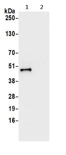 Immunoprecipitation - Anti-VRK1 antibody (AB241103)