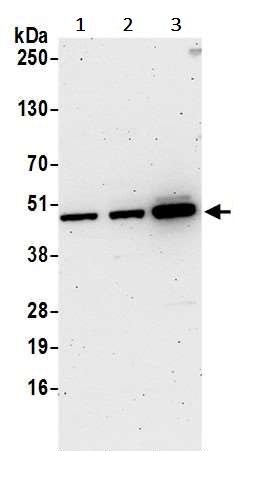 Western blot - Anti-VRK1 antibody (AB241103)