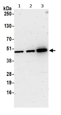 Western blot - Anti-VRK1 antibody (AB241103)