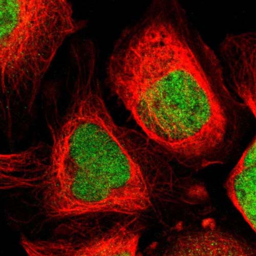 Immunocytochemistry/ Immunofluorescence - Anti-VRTN antibody (AB121138), expandable thumbnail