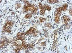 Immunohistochemistry (Formalin/PFA-fixed paraffin-embedded sections) - Anti-VSIG1 antibody (AB154493)