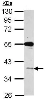 Western blot - Anti-VSIG1 antibody (AB154493)