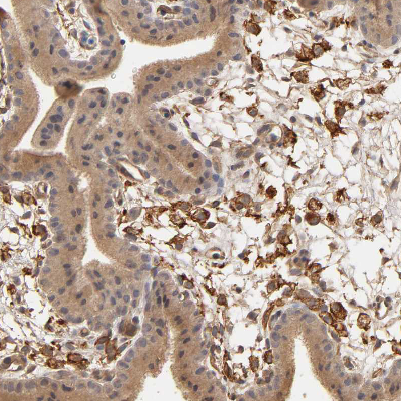 Immunohistochemistry (Formalin/PFA-fixed paraffin-embedded sections) - Anti-VSIG4 antibody (AB246869), expandable thumbnail