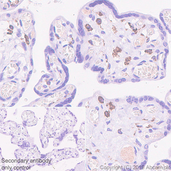 Immunohistochemistry (Formalin/PFA-fixed paraffin-embedded sections) - Anti-VSIG4 antibody [EPR22576-125] (AB252932)