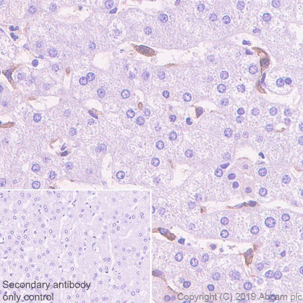 Immunohistochemistry (Formalin/PFA-fixed paraffin-embedded sections) - Anti-VSIG4 antibody [EPR22576-125] (AB252932)