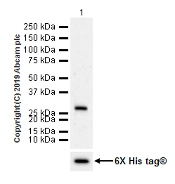 Western blot - Anti-VSIG4 antibody [EPR22576-125] (AB252932)