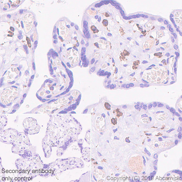 Immunohistochemistry (Formalin/PFA-fixed paraffin-embedded sections) - Anti-VSIG4 antibody [EPR22576-125] - BSA and Azide free (AB255690)