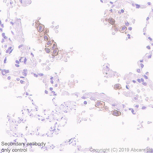 Immunohistochemistry (Formalin/PFA-fixed paraffin-embedded sections) - Anti-VSIG4 antibody [EPR22576-125] - BSA and Azide free (AB255690)