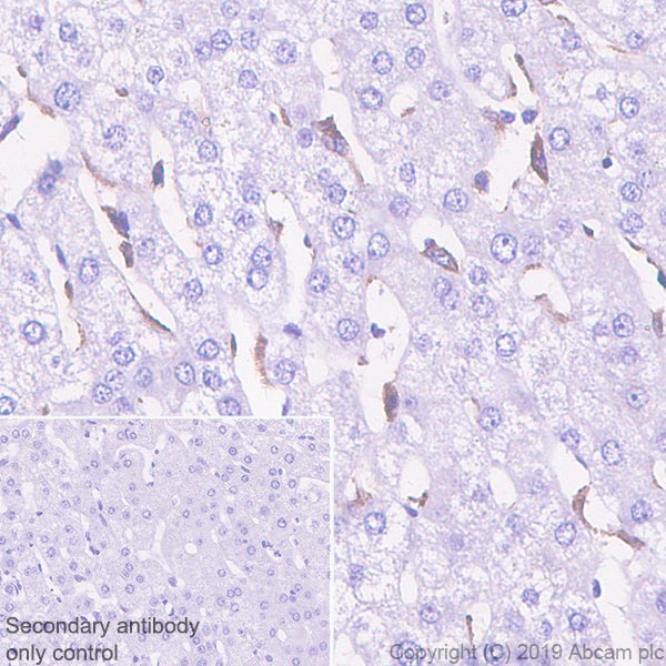 Immunohistochemistry (Formalin/PFA-fixed paraffin-embedded sections) - Anti-VSIG4 antibody [EPR22576-70] (AB252933), expandable thumbnail
