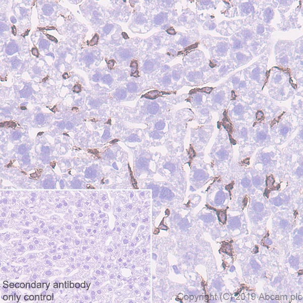 Immunohistochemistry (Formalin/PFA-fixed paraffin-embedded sections) - Anti-VSIG4 antibody [EPR22576-70] (AB252933), expandable thumbnail
