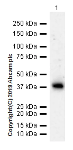 Western blot - Anti-VSIG4 antibody [EPR22576-70] (AB252933)