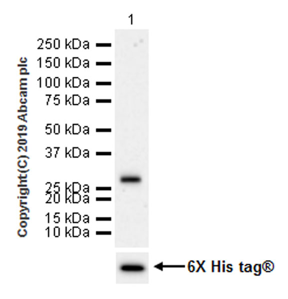 Western blot - Anti-VSIG4 antibody [EPR22576-70] (ab252933), expandable thumbnail