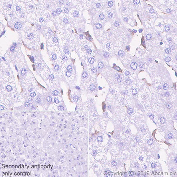 Immunohistochemistry (Formalin/PFA-fixed paraffin-embedded sections) - Anti-VSIG4 antibody [EPR22576-70] - BSA and Azide free (AB255692)