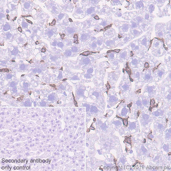 Immunohistochemistry (Formalin/PFA-fixed paraffin-embedded sections) - Anti-VSIG4 antibody [EPR22576-70] - BSA and Azide free (AB255692)