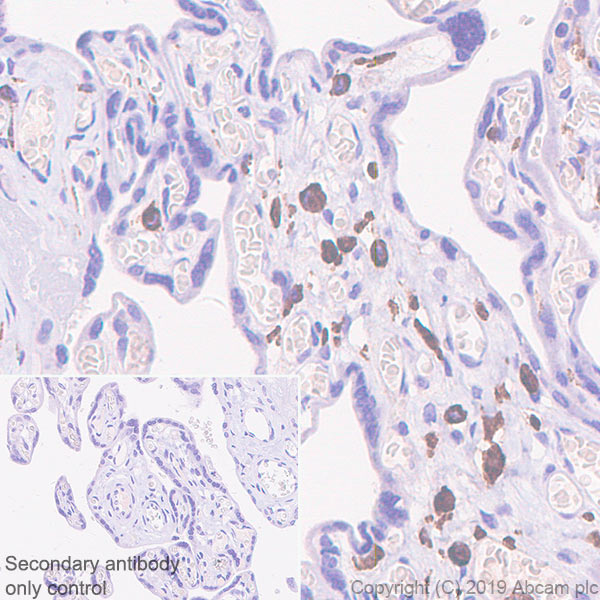 Immunohistochemistry (Formalin/PFA-fixed paraffin-embedded sections) - Anti-VSIG4 antibody [EPR22576-70] - BSA and Azide free (AB255692), expandable thumbnail