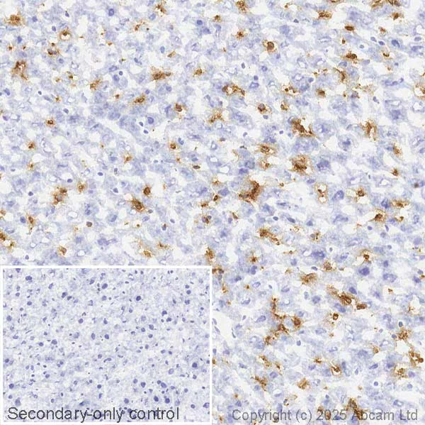 Immunohistochemistry (Frozen sections) - Anti-VSIG4 antibody [EPR22576-70] - BSA and Azide free (AB255692)