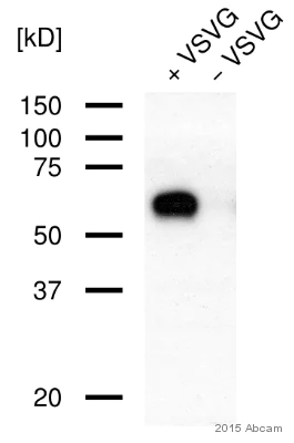 Western blot - Anti-VSV-G tag antibody (AB83196)