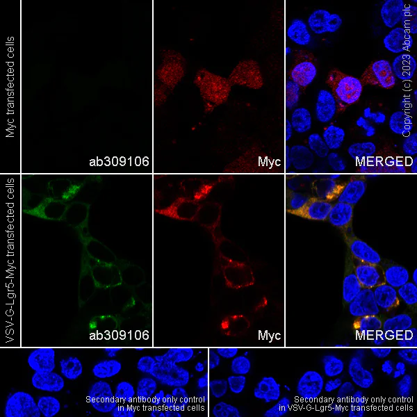 Immunocytochemistry/ Immunofluorescence - Anti-VSV-G tag antibody [EPR28362-204] - BSA and Azide free (AB309107)