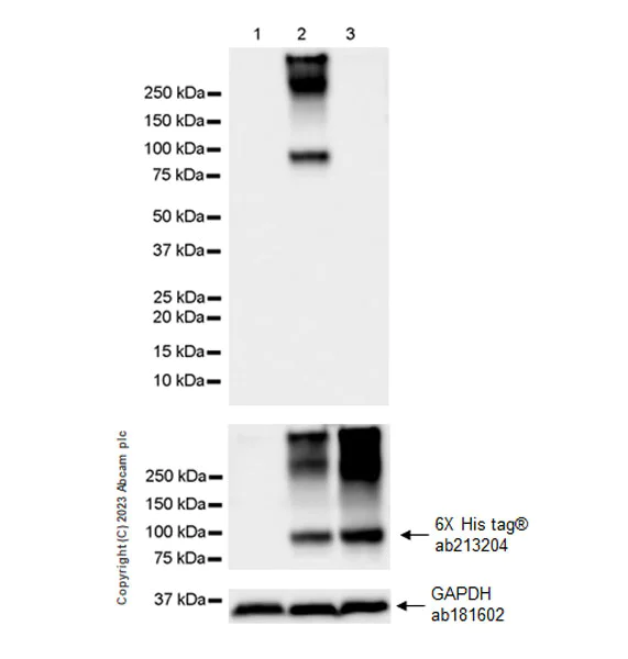 Western blot - Anti-VSV-G tag antibody [EPR28362-204] - BSA and Azide free (AB309107)