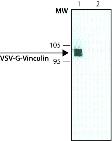 Western blot - Anti-VSV-G tag antibody [P5D4] (AB50549)