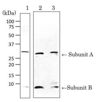 Western blot - Anti-VT/Stx antibody (AB188542), expandable thumbnail
