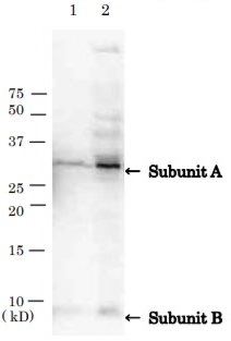 Western blot - Anti-VT/Stx antibody (AB188542), expandable thumbnail